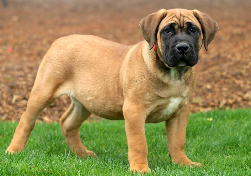 Boerboel puppies in Rwanda