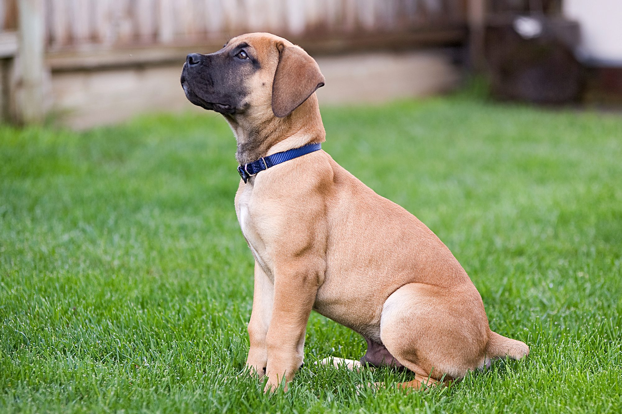 Boerboel dog in Rwanda